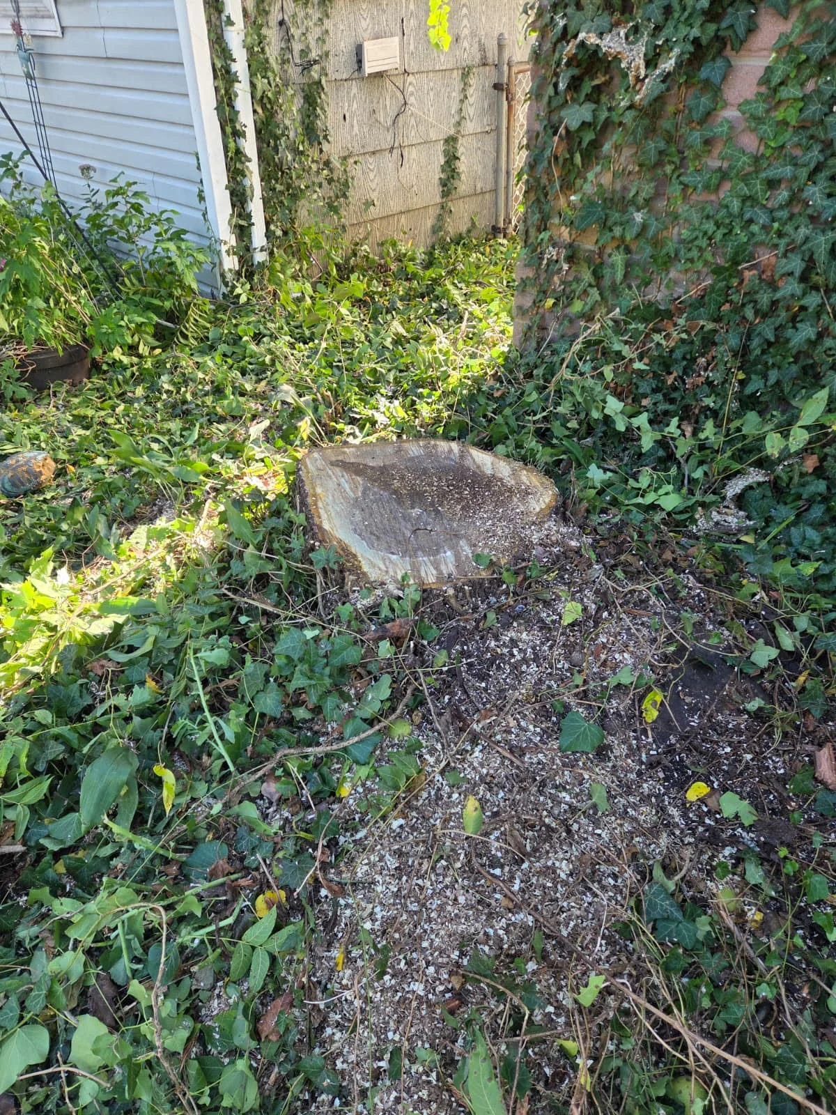 Stump Grinding & Removal Services
