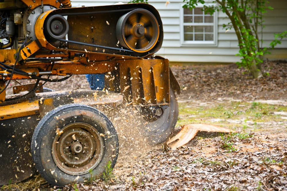 Tree stump in a lawn before and after stump grinding