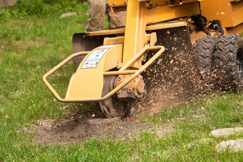 Stump grinder cutting down a tree stump in a Buffalo, NY yard