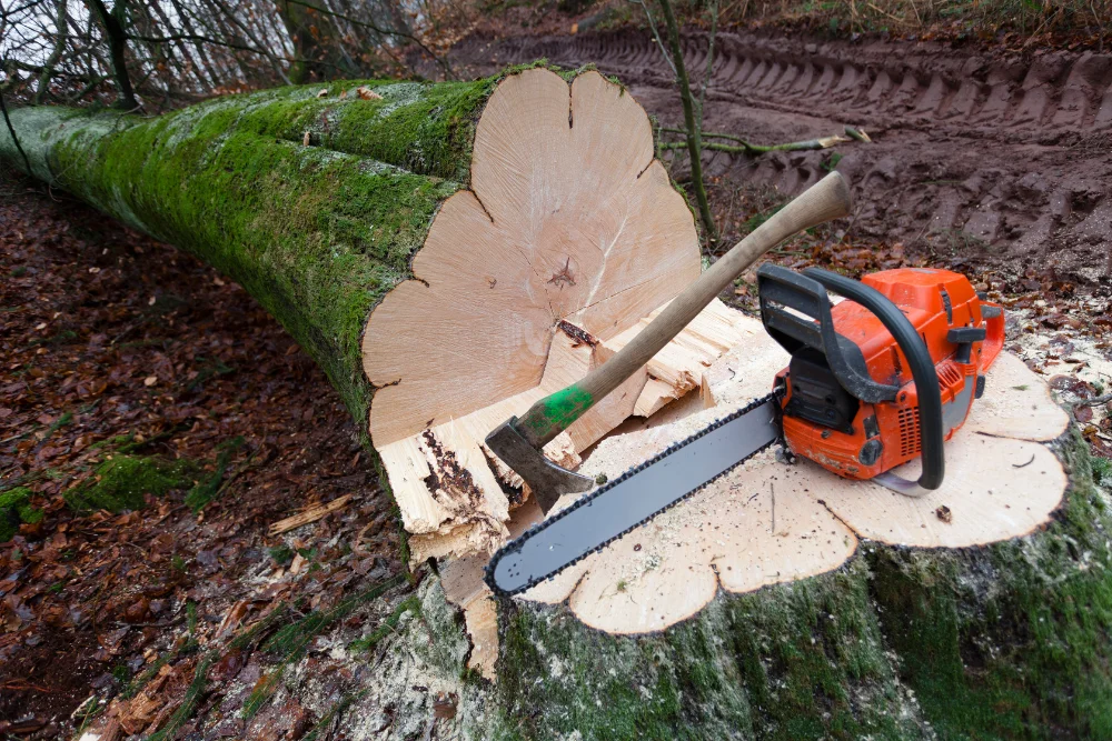 Arborist with chainsaw after cutting a large tree trunk during tree removal