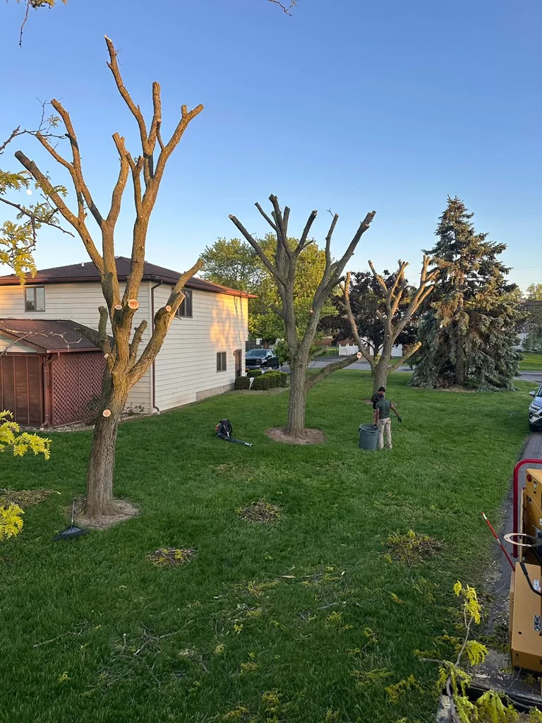 Backyard trees after professional tree trimming and pruning in Buffalo, NY